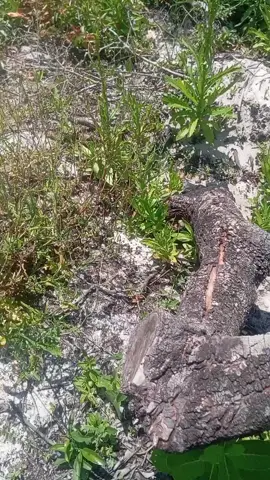 se alguém quiser vim tem vaga ainda viu😂#ranchodomaia 