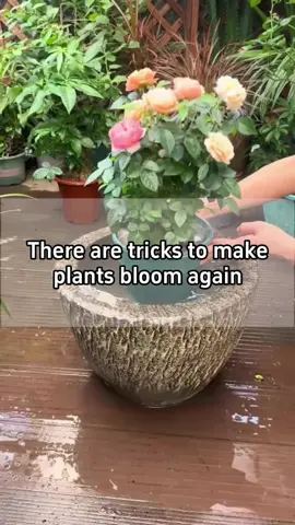 🌸There are tricks to make plants bloom again.🌸 🌷The trick to getting orchids to bloom again is to cut off the wilted flowers, then trim the tip of each root. 🌹The trick to getting roses to bloom again is to change to a bigger pot. 🌺The trick to getting bougainvillea to bloom again is pruning. #garden #gardening #indoorplants #plants #bloom 