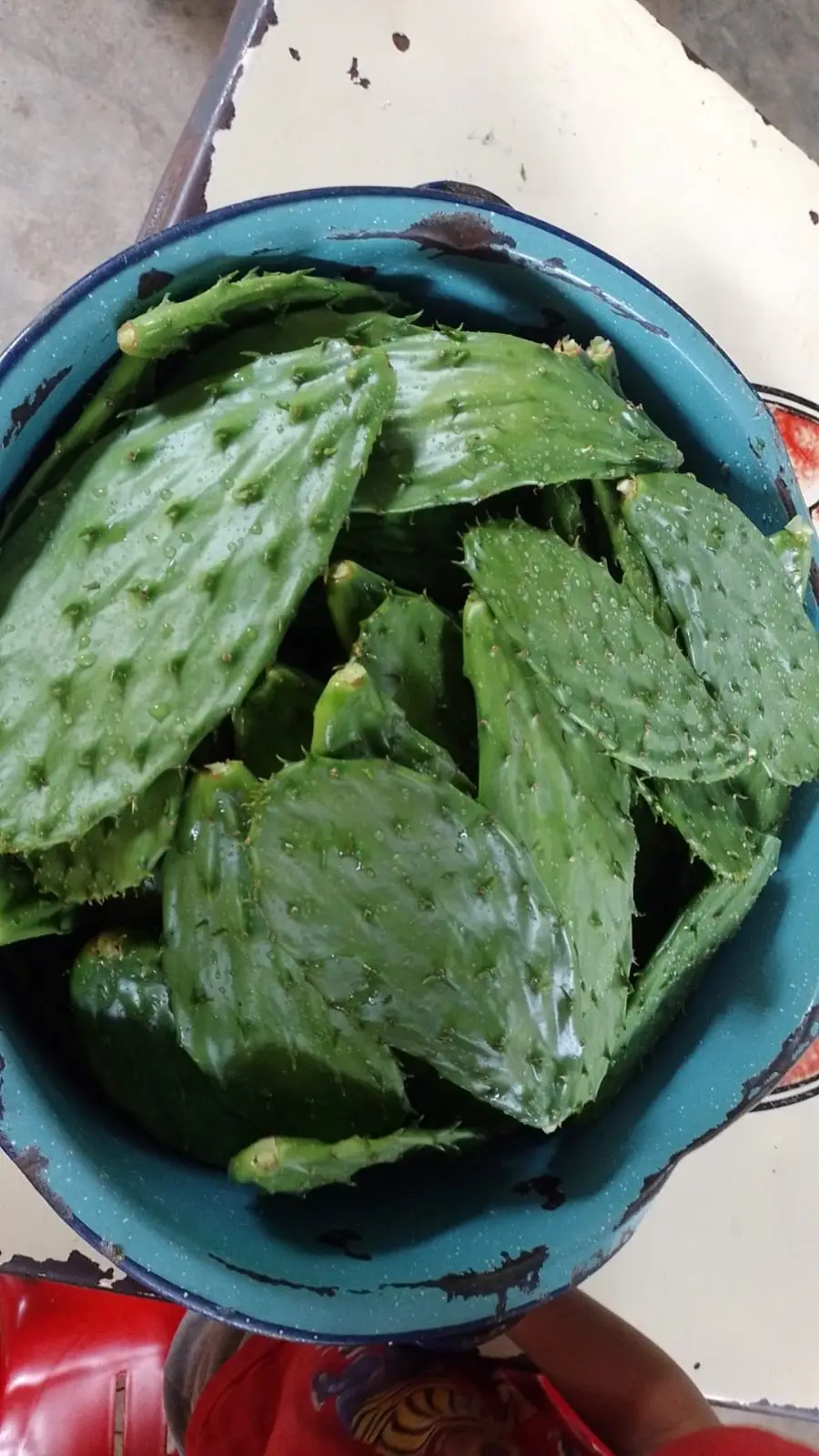 #terapia #holistica #astrologia #nopales 