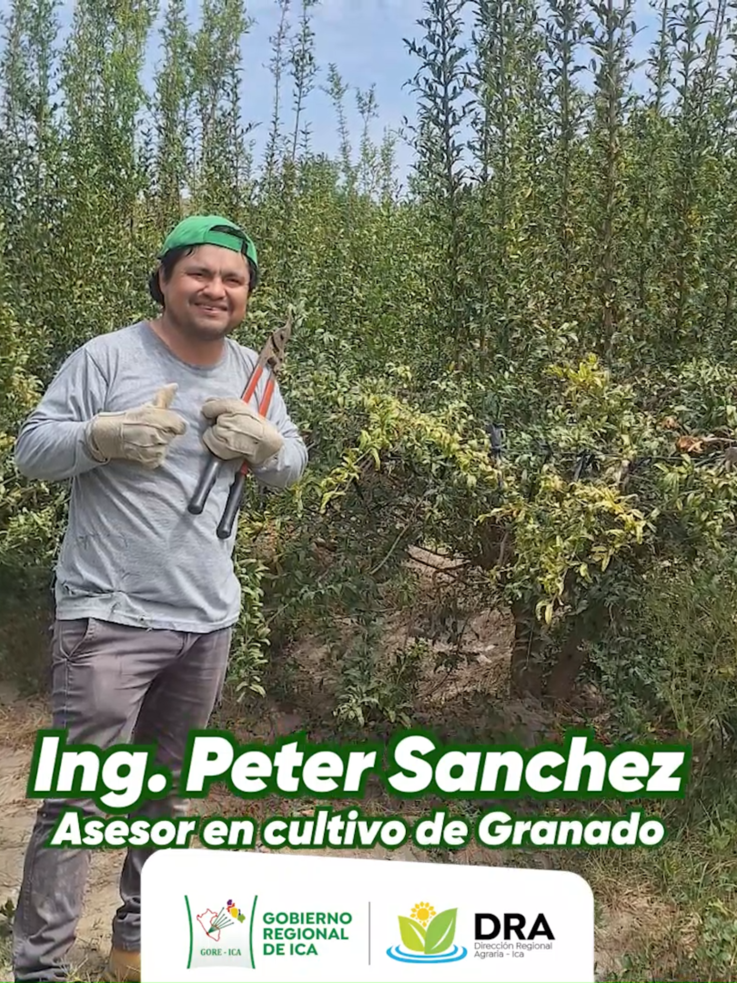 🤩✅Conoce más sobre manejo de cultivo del #Granado este jueves 28 de agosto a partir de las 4:00 pm en 𝘼𝙜𝙧𝙤𝙄𝙘𝙖 𝙋𝙤𝙙𝙘𝙖𝙨𝙩🌱🎙 Contaremos con el Ing. Peter Sanchez , Asesor en cultivo del Granado. 🤩¡No te lo pierdas! 💪 #paratii #fyp #agro #Ica #granado