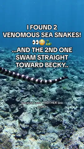 I’ll post the full video with ORIGINAL audio of our reactions soon 👀😱🐍 Cannot believe the second one swam straight towards @beckylee 🌺 😳 #seasnake #japan #okinawa #freediving #oceanlife 