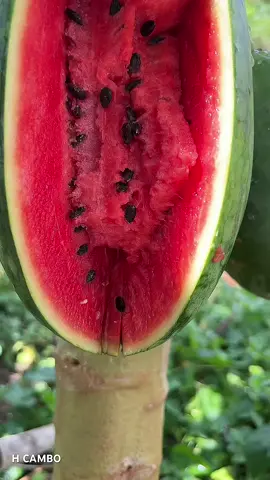 Papaya tree fruit grafting #fruit #fyp #grafting #viral #reels 