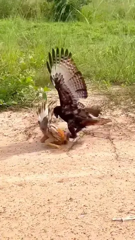 Gaviao vs Galinha #natureza #animais #galinha #aves