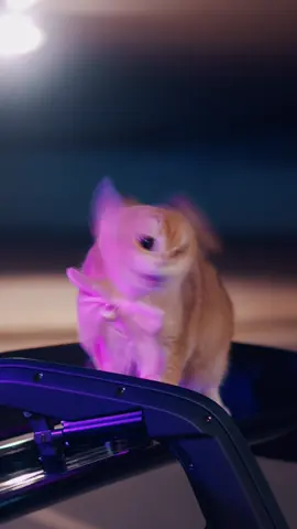 YES my Cat Bubbles is REAL 💖🎀 #cats #catsoftiktok #cars #carsoftiktok #porsche 