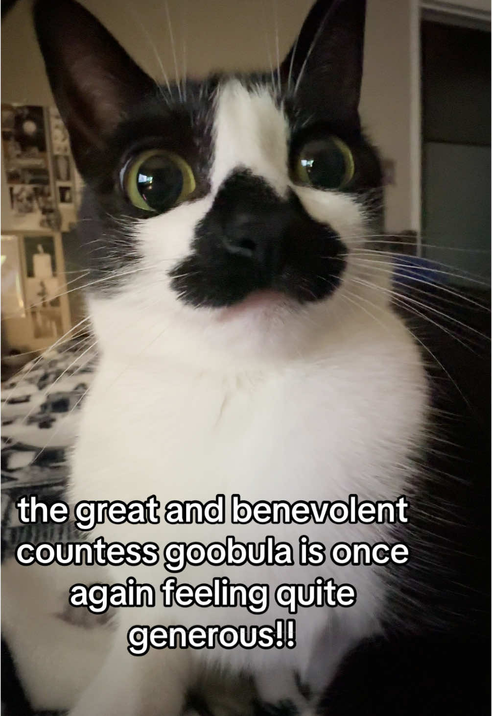 once again REJOICE goobats!!! huzzah!!! . . . #goob #goobie #meow #meowmeow #countess #goobula #tuxie #tuxedocat #tuxedo #aww #adorable #socute #cute #cutecat #catsoftiktok #blackandwhitecat #gothic #goth #gothcat #mustachecat #vampire #vamp #goobday 