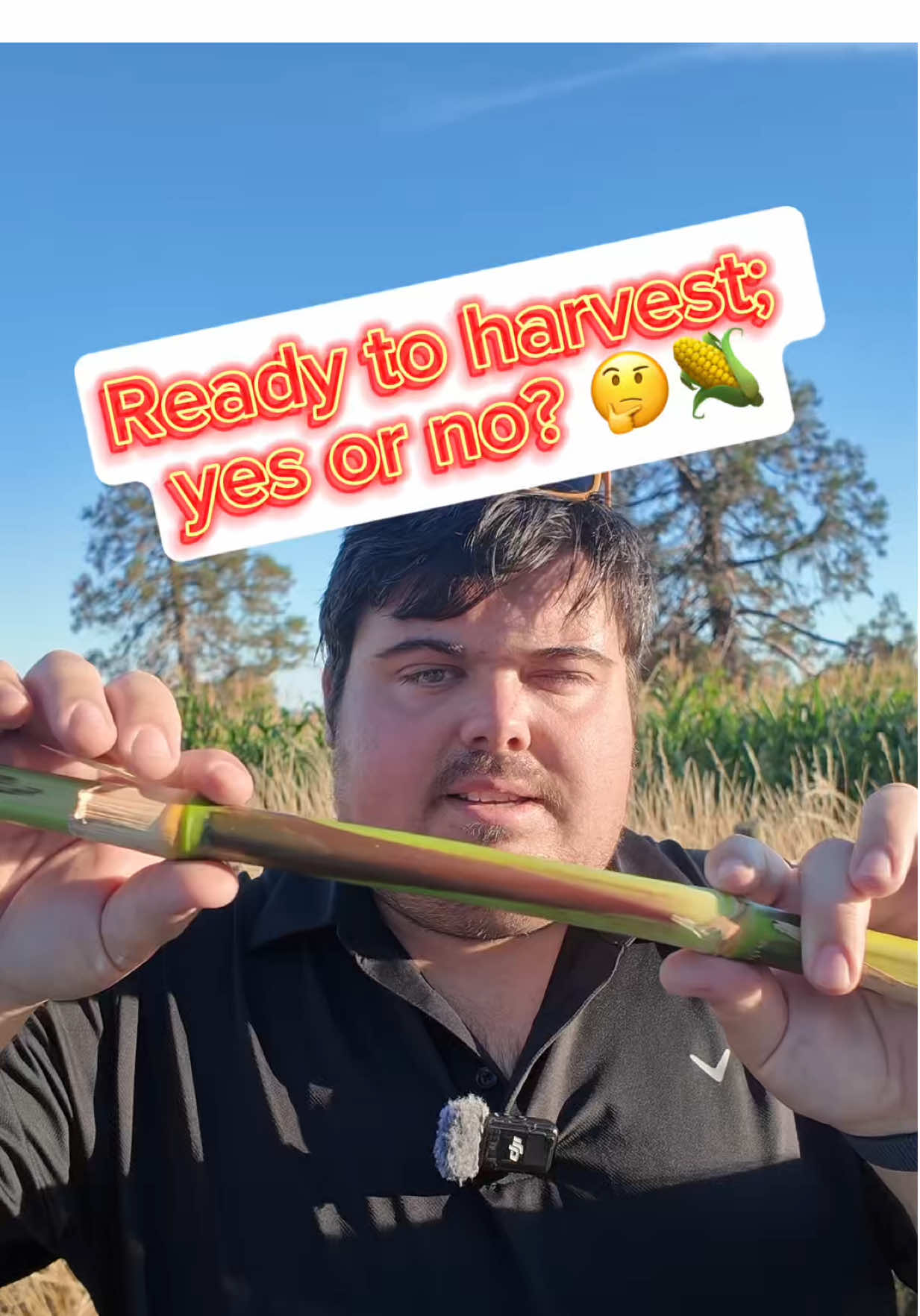 Is this maize ready yet? It’s a bit complicated… 🧐🌽@Farmers Guardian @Farmers Weekly @KWSUKLtd #maize #corn #harvest #farm #agronomy #agriculture 