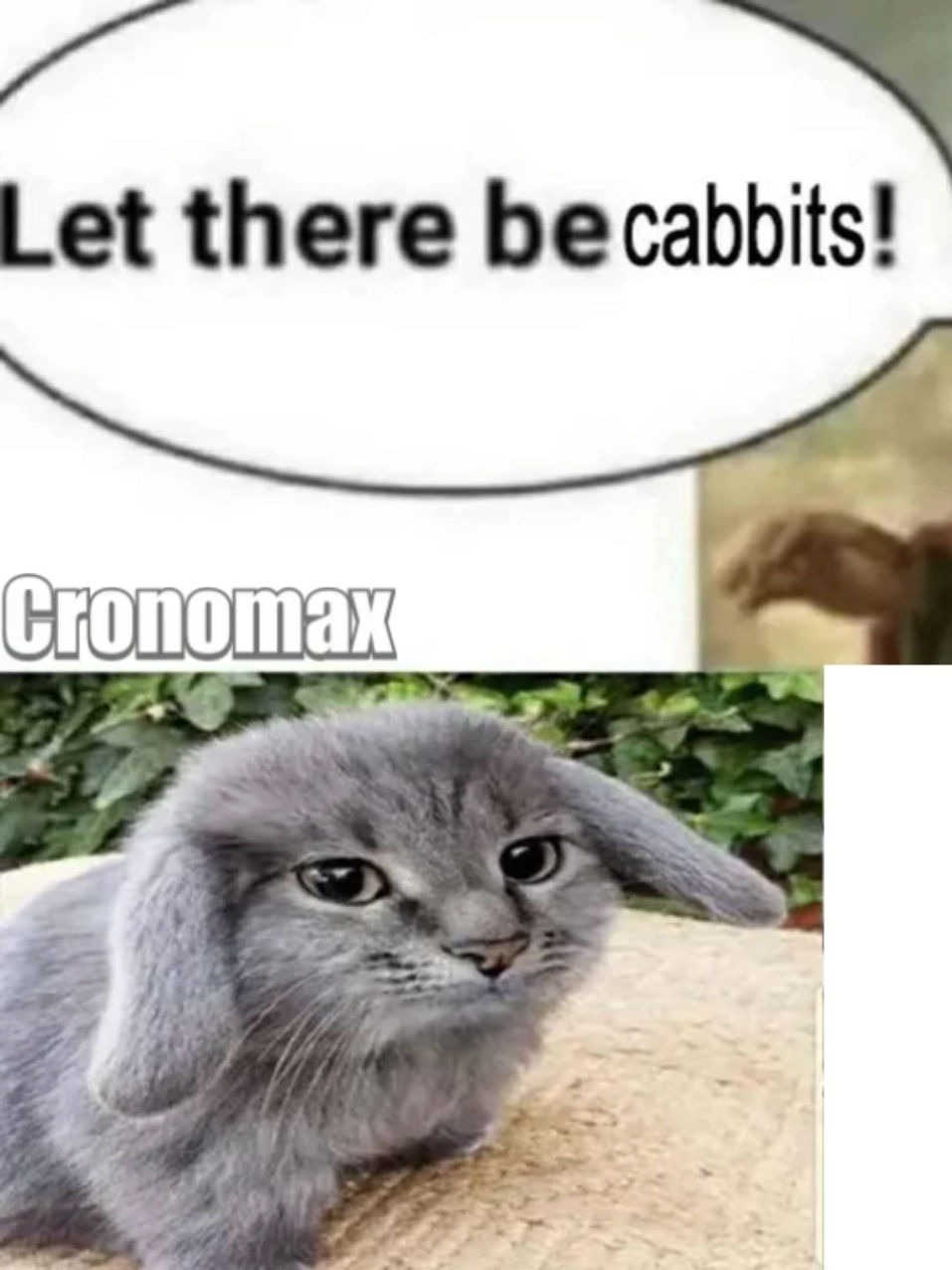 Let There Be Cabbits! #voice #dub #meme #rabbit #cat 