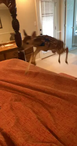 my first baby. before my real babies 💛 #drafts #babydeer #rescueanimals 