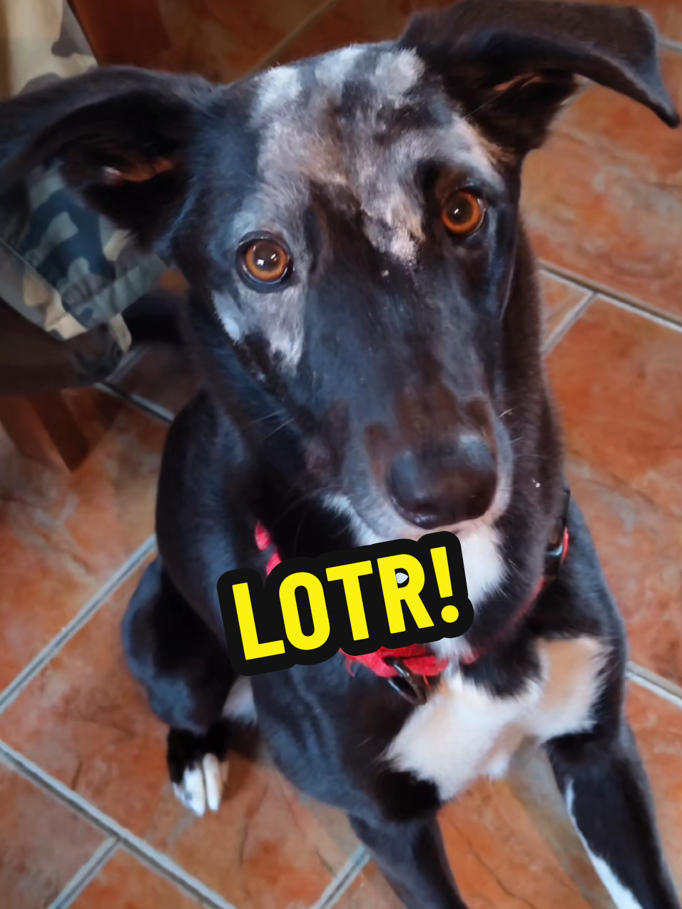 HAH 🤣 #fyp #lotr #dogsoftiktok #comedy 