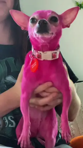The way the speed up makes it look like I’m just violently shaking her…. #fyp #pinkdog #chihuahua #dogmom #pink 