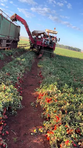 🚜🚛🍅🍅🍅