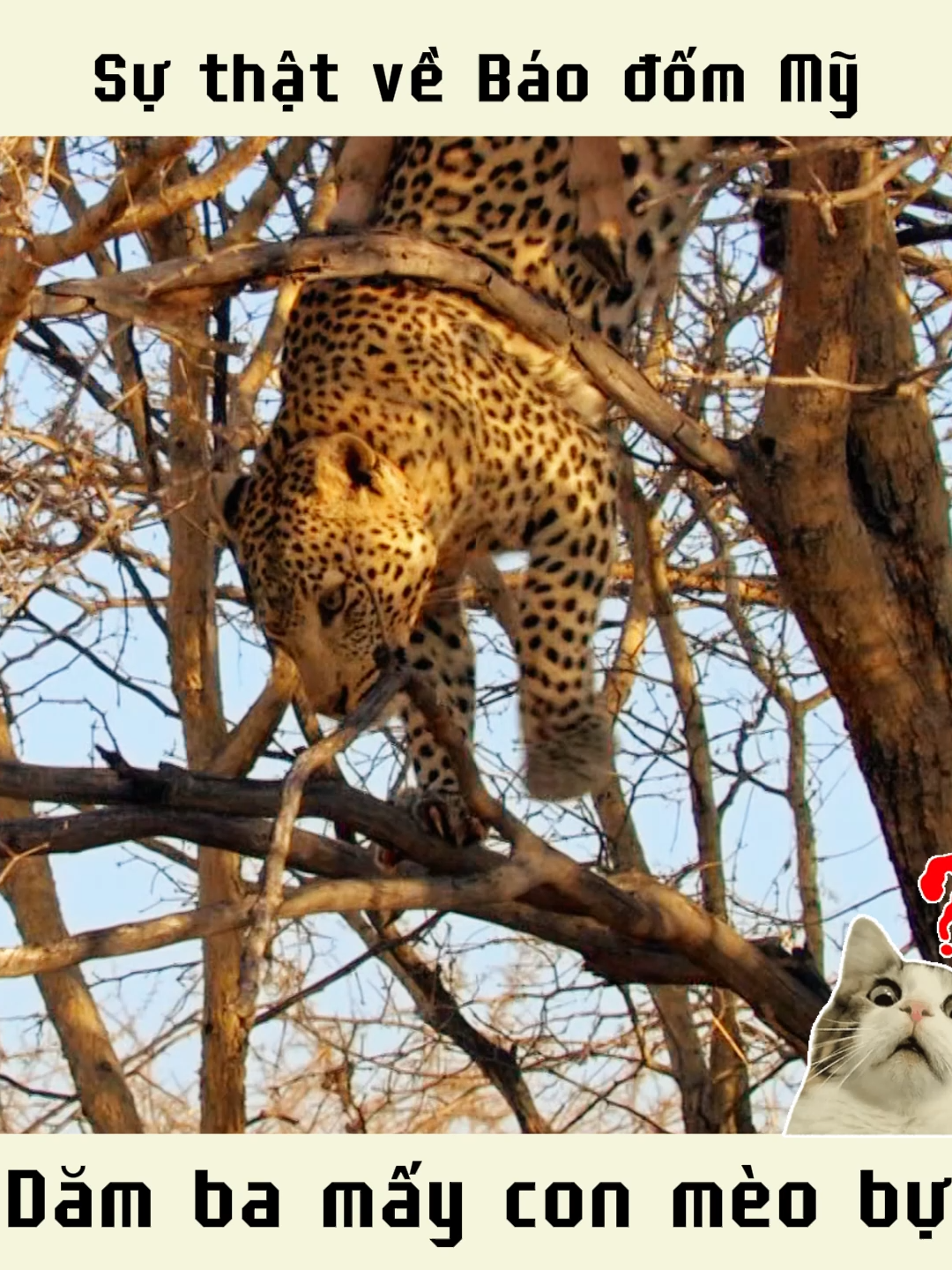 Sự thật về báo đốm Mỹ #animals #leopard #facts