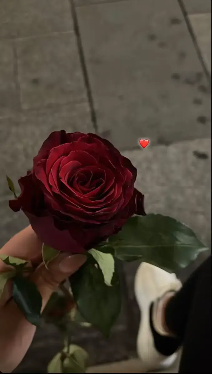 # beautifull 🫶🫠❤️ rose 🌹🥰🌹 dp picture #foryoupag❤️💞💜viral💕fryou #✍️❤️‍  #happy 