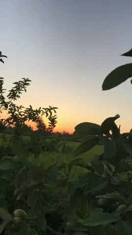 راحه نفسيه وسط الزرع في الغيط  ♥️🌸 #راحة_نفسية #fyp #تلاوة_خاشعة #quran #قران_كريم 