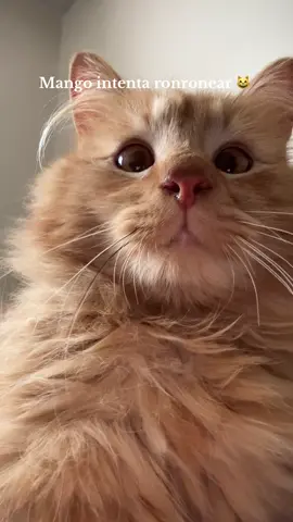 Manguito es un gato feral en proceso de adaptación en su casa adoptiva. Es muy asustadizo pero conocio una familia muy cariñosa que lo regalonea muchisimo 🧡🥭🐈#adoptanocompres #catsoftiktok #gatostiktok #gatitos 