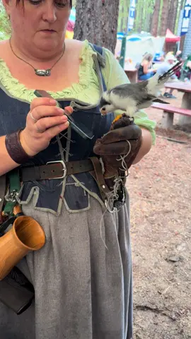 Got to hear this cutie sing this weekend between braids 💜 #valhallarenaissancefaire #africanpygmyfalcon Thank you for sharing these sweet birds with us! @The3Falconeers #toocutetohandle 