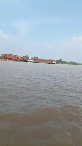 akasia riau #akasia #riau 