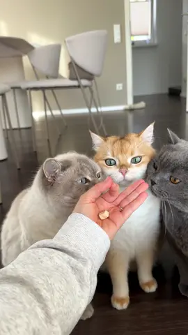 Intelligenztest mit meinen Katzen 🥹😂 Wer war am schlausten? #katzen #katzenmama #katze #katzenliebe 