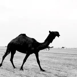 #4u #foryou #fy #ابن_عادي_اشيباني 