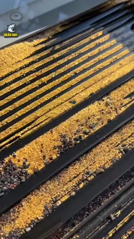 The most Universal and field-proven Gold Sluice Mats from GoldenShark.pl 🙂👊😎🦈⛏️ Tested daily by hobbyists and industrial miners all over the world! Up to 95% of gold captured within the first 40% of mats length!!! 😁🫵💪🏼🦈🇵🇱 We can also produce GoldenShark Mats in any size you need! 🫵😁🦈 Available only at  👉 GoldenShark.pl Probably the best store for gold prospectors and gemstone hunters 💎👍🏻⛏️🦈🤠🇵🇱 www.goldenshark.pl  #gold #goldprospecting #oro #goldmining #gemstone 