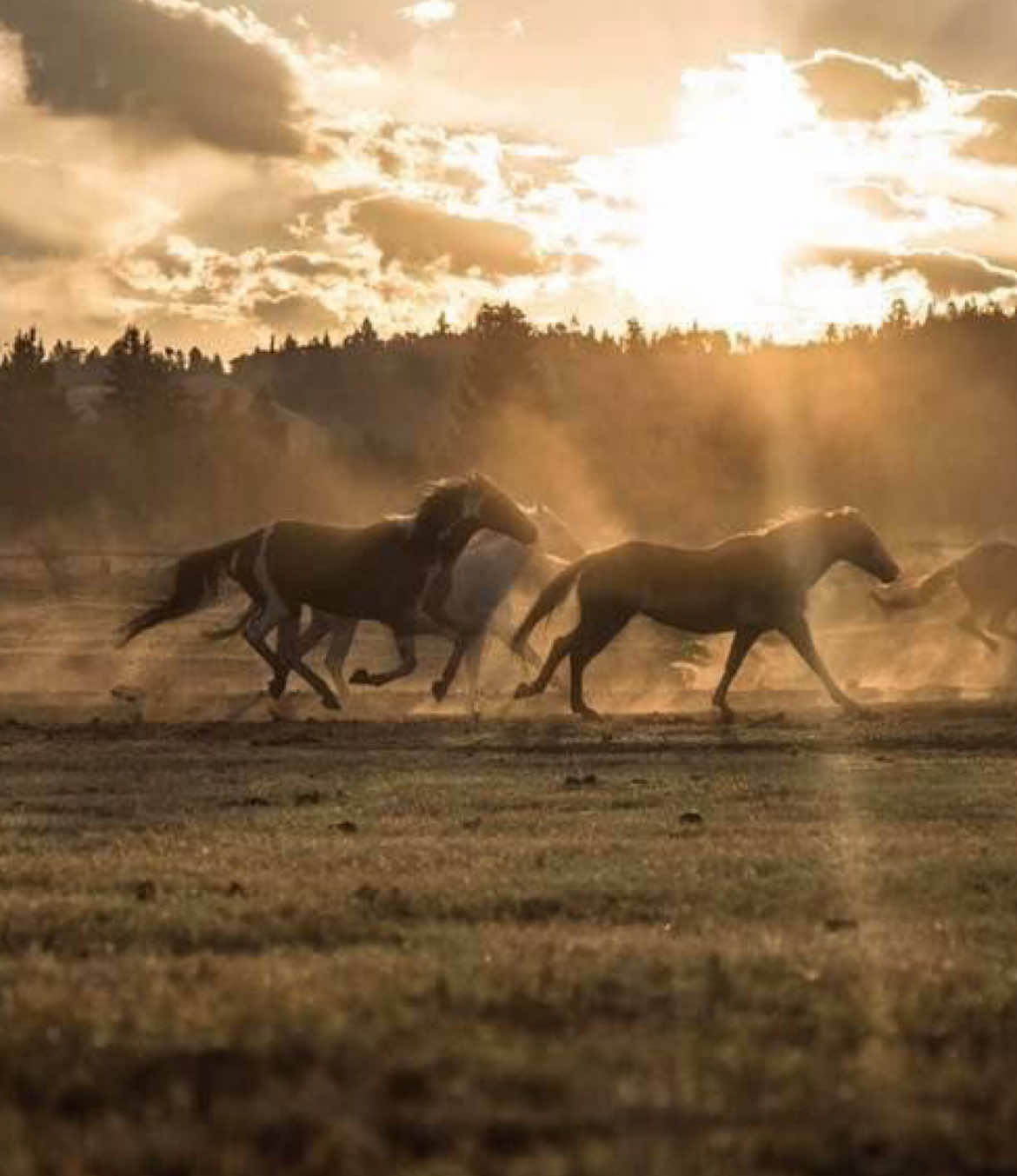 quick one #wildhorses #horseedit #pinterest #fyp 