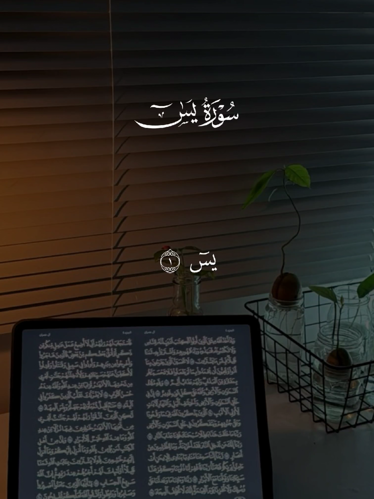 سورة يس 🤍 #قران #quran #قران_كريم #Allah #اللهم_صلي_على_نبينا_محمد 