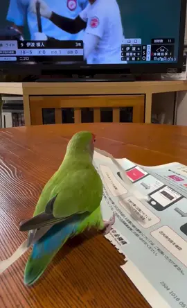 #lovebirds🦜🦜 #loveparrots❤️❤️❤️❤️😀😀🦜🦜 #lovebirds❤️❤️ #smartbirds🐦🐦 #smartparrots😍😍😍 