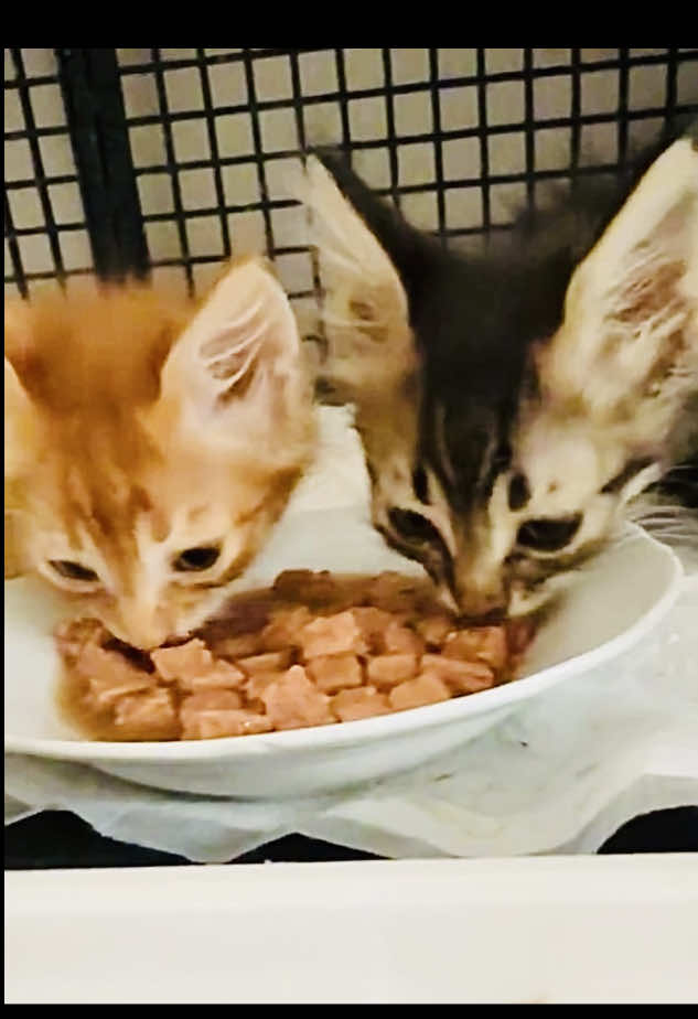 🐾  Acil Yuva Aranıyor  🐾 📍 Eskişehir 📌 Henüz 1 aylık iki minik yavru var 📌 Biri oyuncu erkek, diğeri sevimli dişi 💕 📌 Onların tek ihtiyacı sıcacık bir yuva ve ömür boyu sevgi 🏡✨ 📌 Sahiplendirmek isteyenler lütfen iletişime geçsin 🙏 🔹 Not: Sadece sorumluluk alabilecek kişilere sahiplendirilecek. *************  🐾  Urgently Looking for a Home  🐾 📍 Eskişehir 📌 There are two tiny puppies that are only 1 month old 📌 One is a playful male, the other is a cute female 💕 📌 All they need is a warm home and a lifetime of love 🏡✨ 📌 Those who want to adopt, please contact 🙏 🔹 Note: Only people who can take responsibility will be adopted.