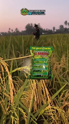 Padi simbok musim gadu super istimewa #padisimbok #benihpadisimbok#padi#simbok#padisimbokmusimgadu 