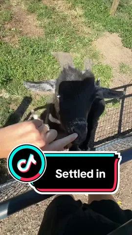 Jasper and Emmett are settled in #farm #farmlife #goats #minifarm
