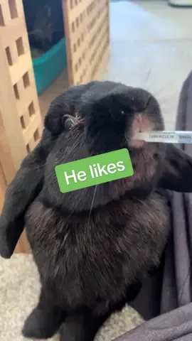 Didi likes.. #fyp #rabbitsoftiktok #bunny #PetsOfTikTok 
