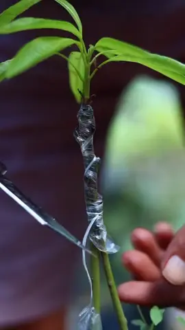 #petanimuda #petaniindonesia🇮🇩🇮🇩🇮🇩🌿🌿 #semuaorang 