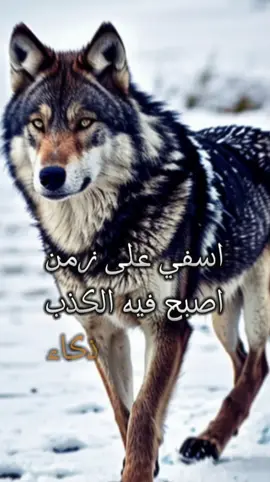 #اقتباسات_عبارات_خواطر #السعودية🇸🇦 #تونس🇹🇳 #إقتباسات_حزينة🖤🥀 #اقتباسات_عبارات_خواطر🖤🦋❤️ 