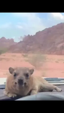 Why Is He Screaming At Me?!?!? 