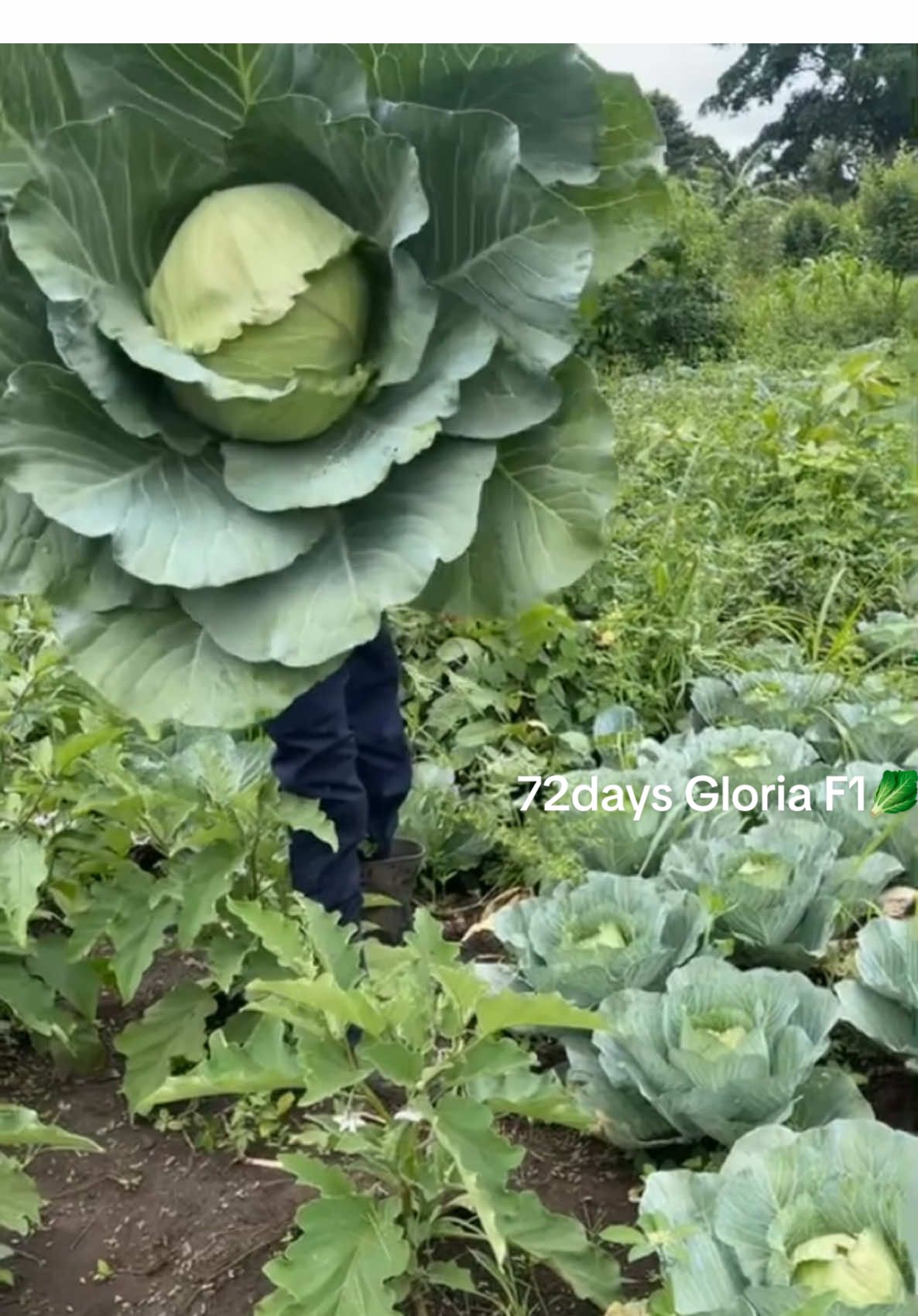🥺 the buyer can’t  wait a little longer and off to market  by order the community is saved 😊  Quickest vegetable 🥬 70 to 75 days to harvest  ##gloriaf1 ##cabbage ##cabbagefarming