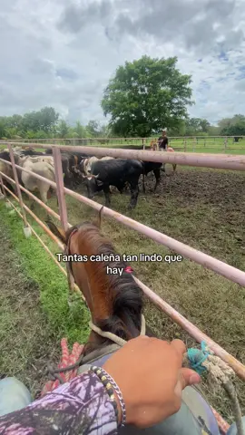 #fypシ゚ #musica #cat #ganaderos #trabajo 