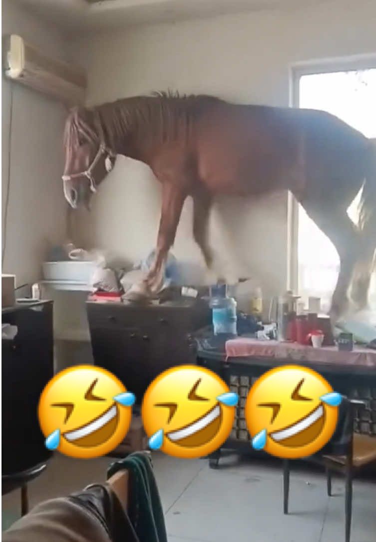 Funny Horses 😂 | Part 53 #horse #funny #funnyanimals #viral #fyp 