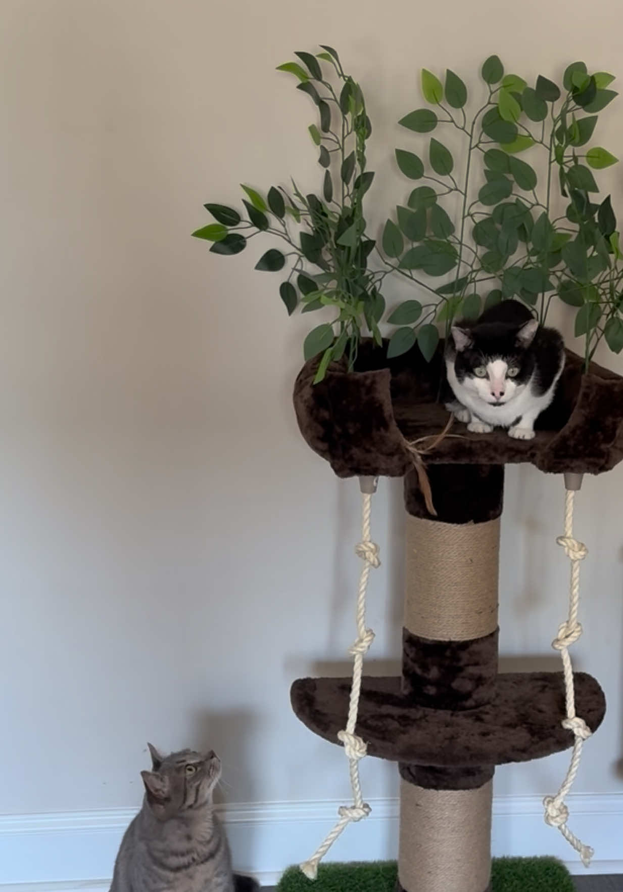The perfect fall tree for cats staying indoors this winter season 🍂🐾 #catscratchingpost #cattree #cattower #cats #catmomlife @MUTICOR 