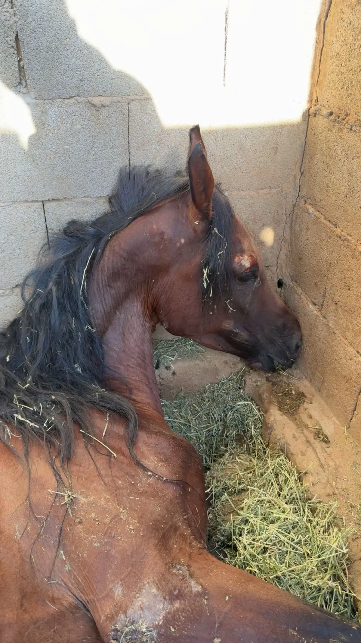 💔☹️#اكسبلورexplore #خيل_وخياله🐎 #خيل_تبوك_ركوب_فروسيه_ #خيل_حقل #كشته_طلعه_بر_وناسه 