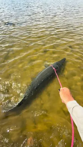 Just taking my pet dinosaur for a walk she gets antsy after a few hours alone at the house 🦖 #dinosaur #petfish #alligatorgar #Outdoors #dogwalking 
