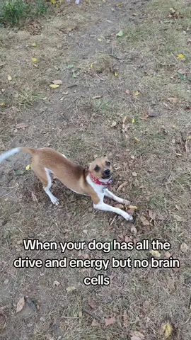 I was seriously wondering if he'd ever find it tbh  #smalldogsoftiktok #dogsoftiktok #dogtok #dog 