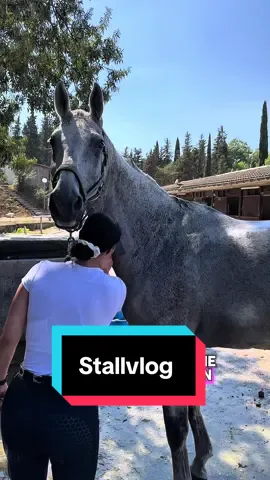 Mehr davon auf Instagram @ maisonequestrepaulina ☺️🖤 #fürdich #pferdetiktok #equestrian 