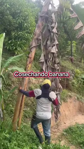 #campo #banana #frutales #videoviral #tiktokviral 