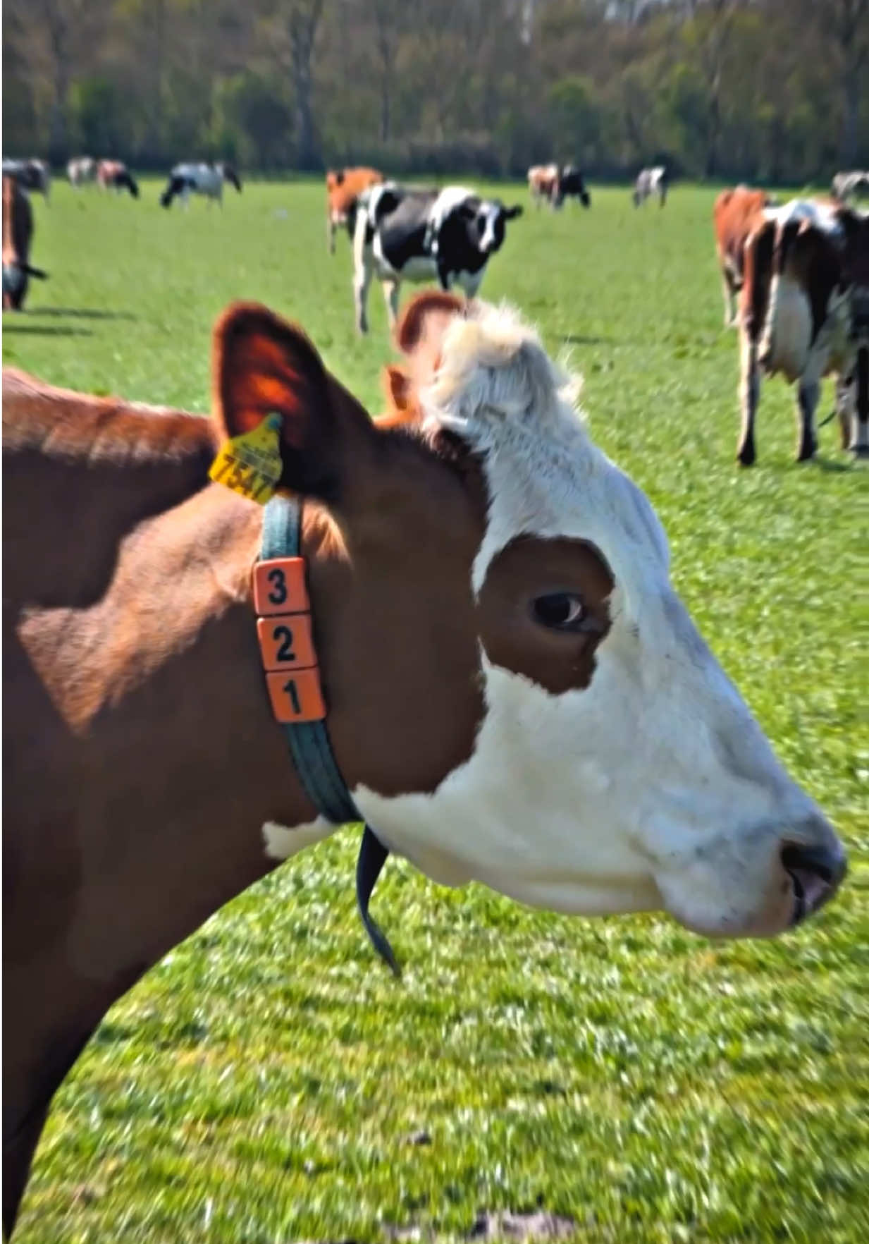 Cow edit🐄 #cow #koe #edit #aftereffects #adobeaftereffects