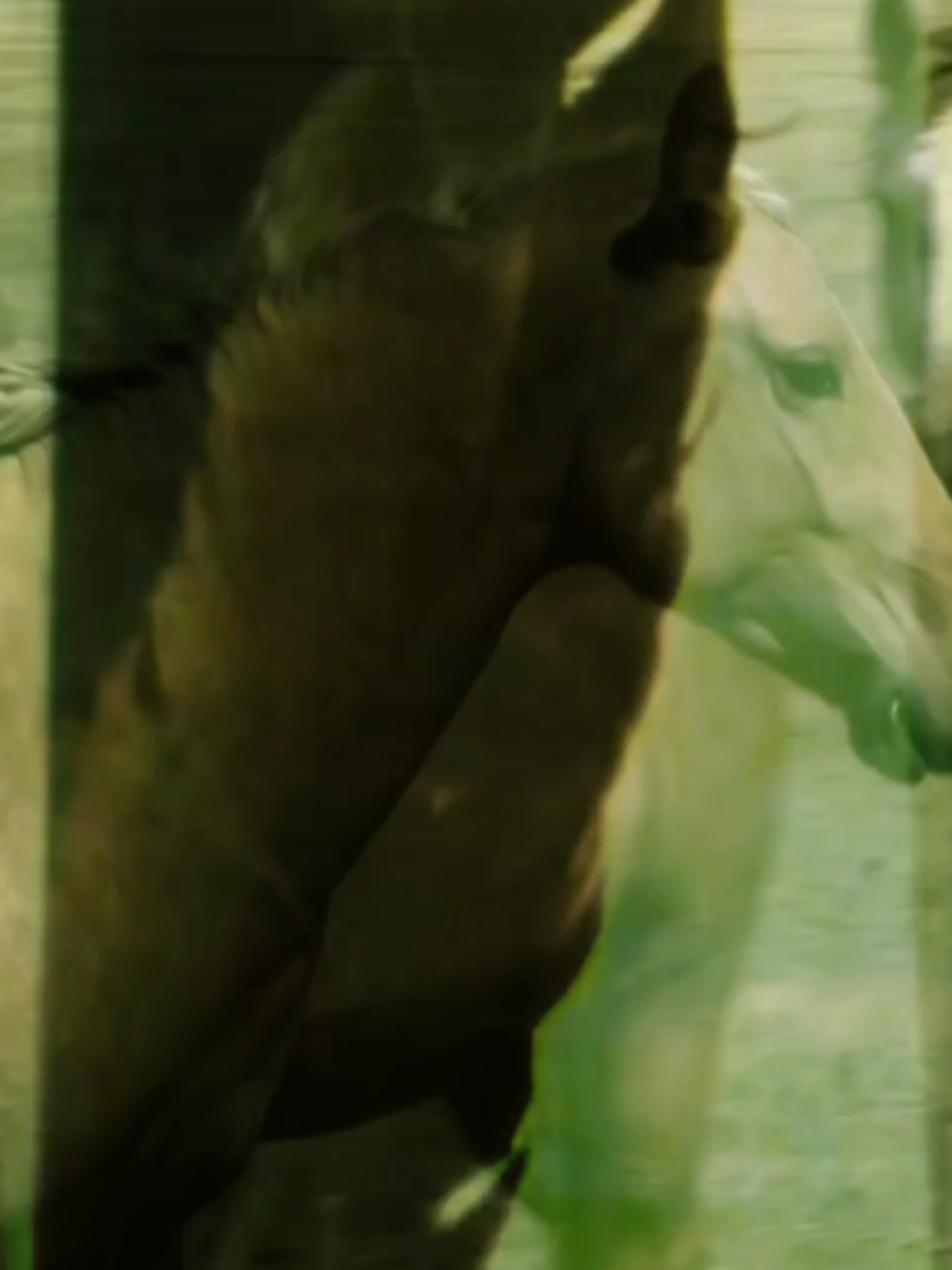 (cover) la lluvia no mata las flores - @incluso si nunca despiertas . #inclusosinuncadespiertas  #soñequemellevabas #ataquemos #necesitoelvalortantocomonecesitoelmiedo 