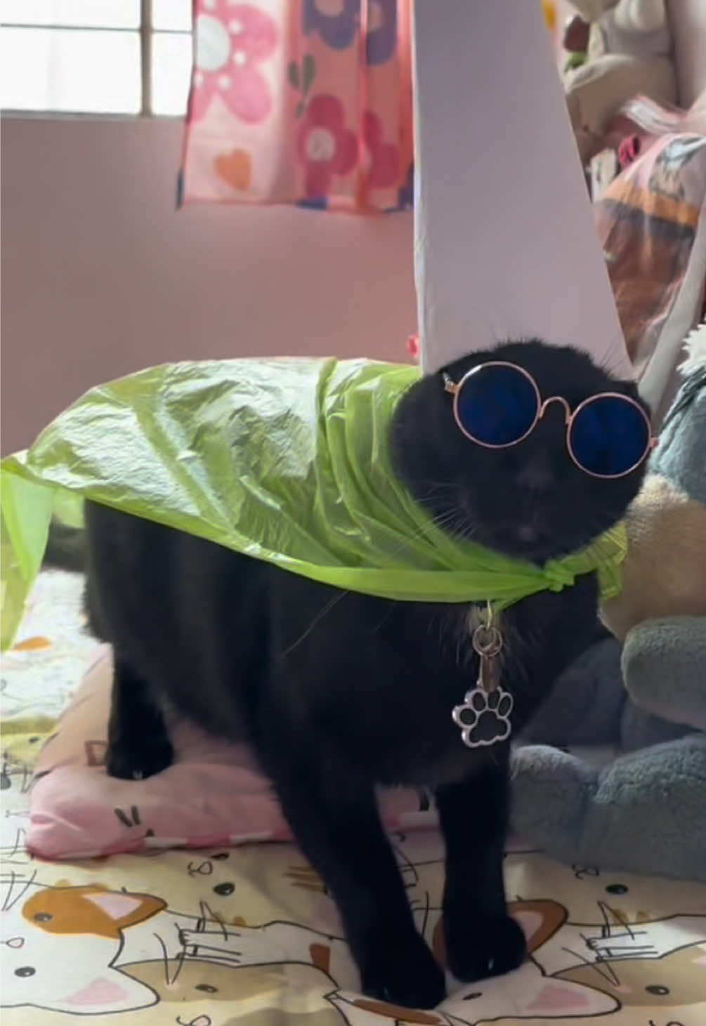 El hechicero con nuevo look #cat #gatonegro #crawly #gatosdetiktok    #PaidPartnership 