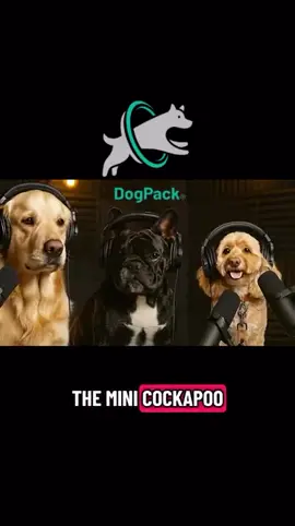 When you pretty much sum up frenchies 😂 @DogPack #dogs #funnydog #dogsoftiktok 