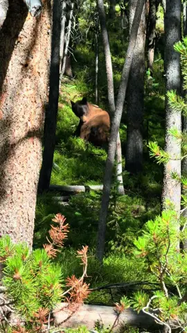 The most incredible part about Yellowstone (for me) was seeing so much wildlife up close. There’s so much cool stuff to see in SOS mode. ✨ #yellowstone #yellowstonenationalpark #nationalpark #blackbear 