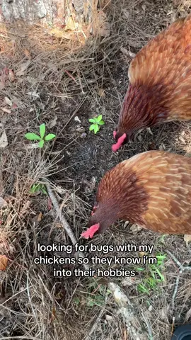 & they loveee it  #chickens #bugs