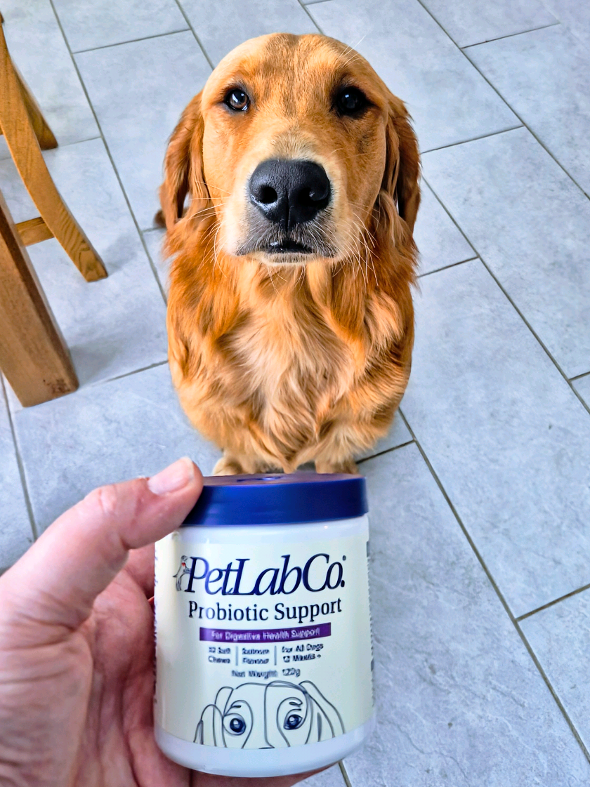 🐶 PetLab Co's Probiotic Chews 🐶 Archie looking forward to his 2 salmon chews a day its like a wee treat for him and it settles his tummy so its great all round. If your dog has any digestive issues definitely try these out! #petlabco #fyp #cute #goldenretriever #fypage  @PetLab Co. UK 